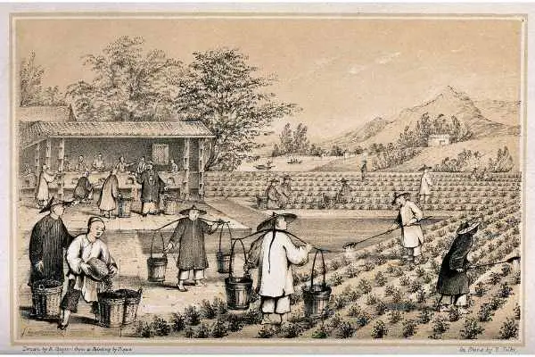 china-tea-history